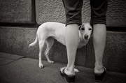 云呼整人电话